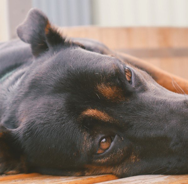 Mascota descansando en el entorno de Cabañas Las Guaras